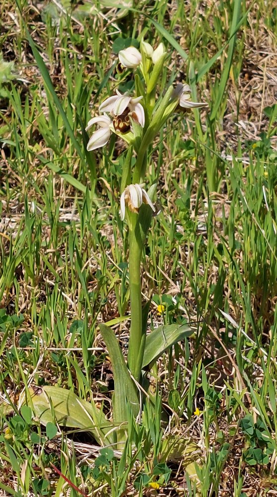 Orchidee di Marzo - Dalla Grecia con passione